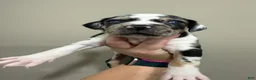 Catahoula Leopard Dog dogs for sale: Blue Boy #2 - Ad 2