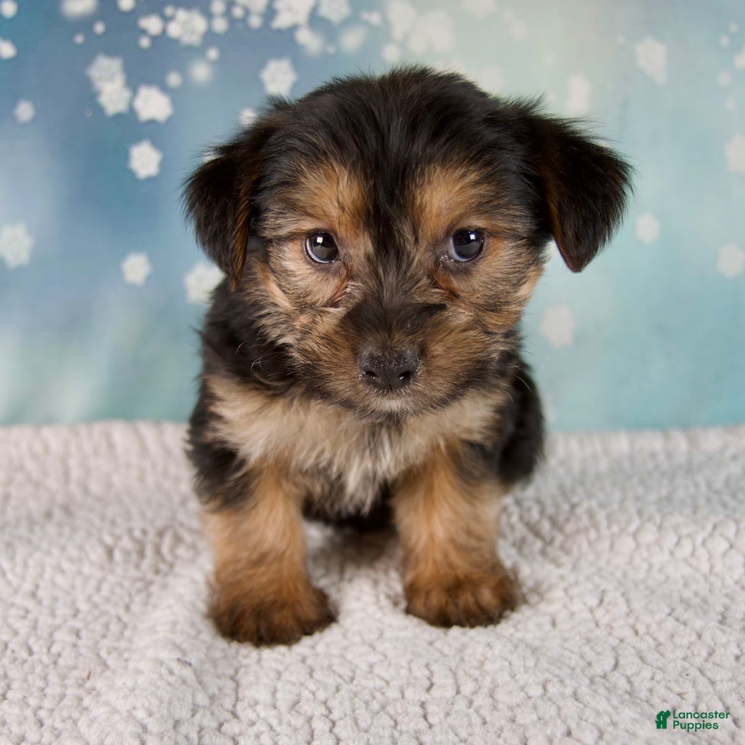 Morkie dogs for sale: Baxter - Ad 5