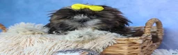 Shih Tzu dogs for sale: RUBBLE - Ad 8