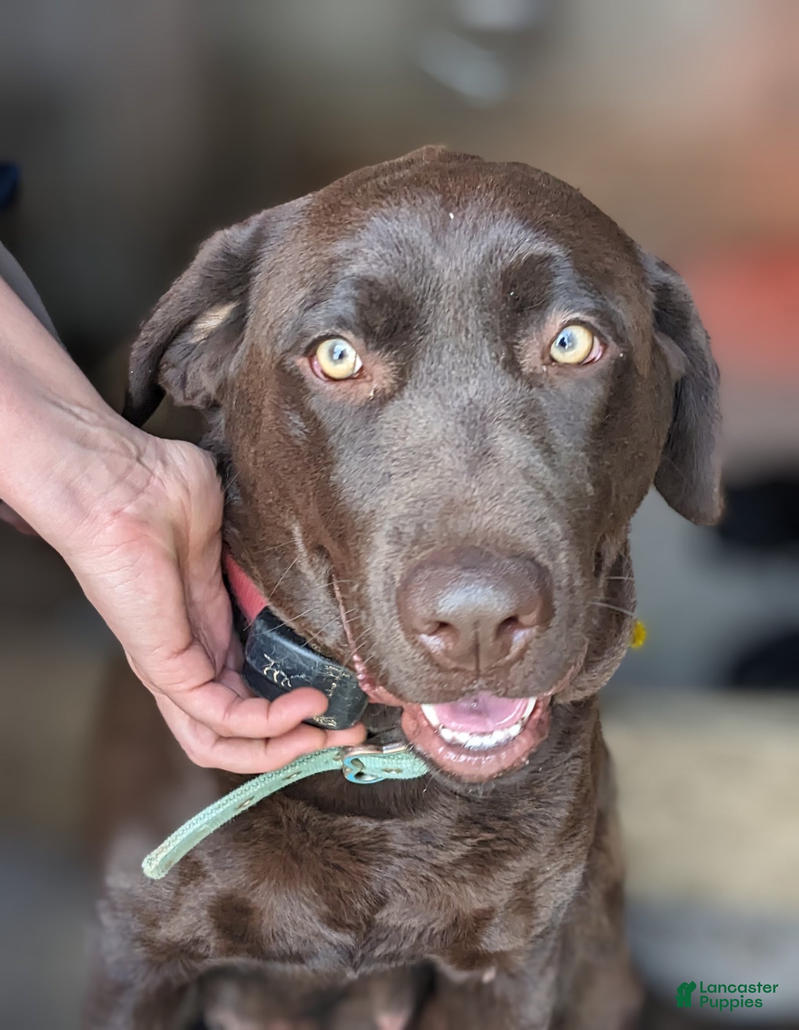 Labrador Retriever dogs Cherry - Ad 2