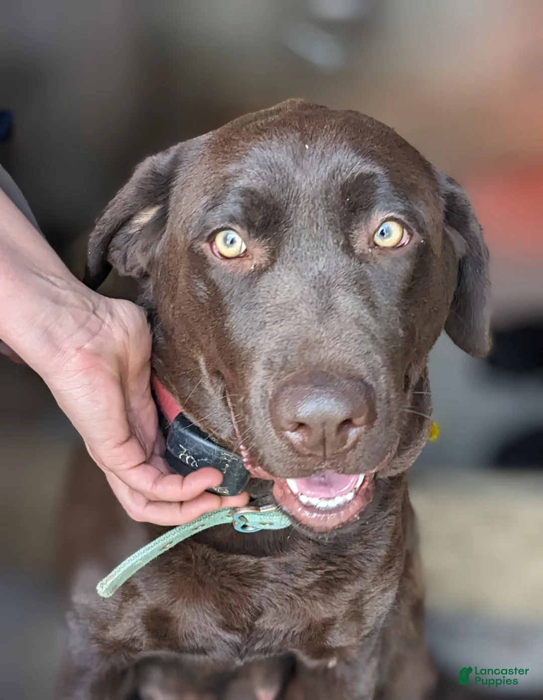 Labrador Retriever dogs for sale: Violet - Ad 3