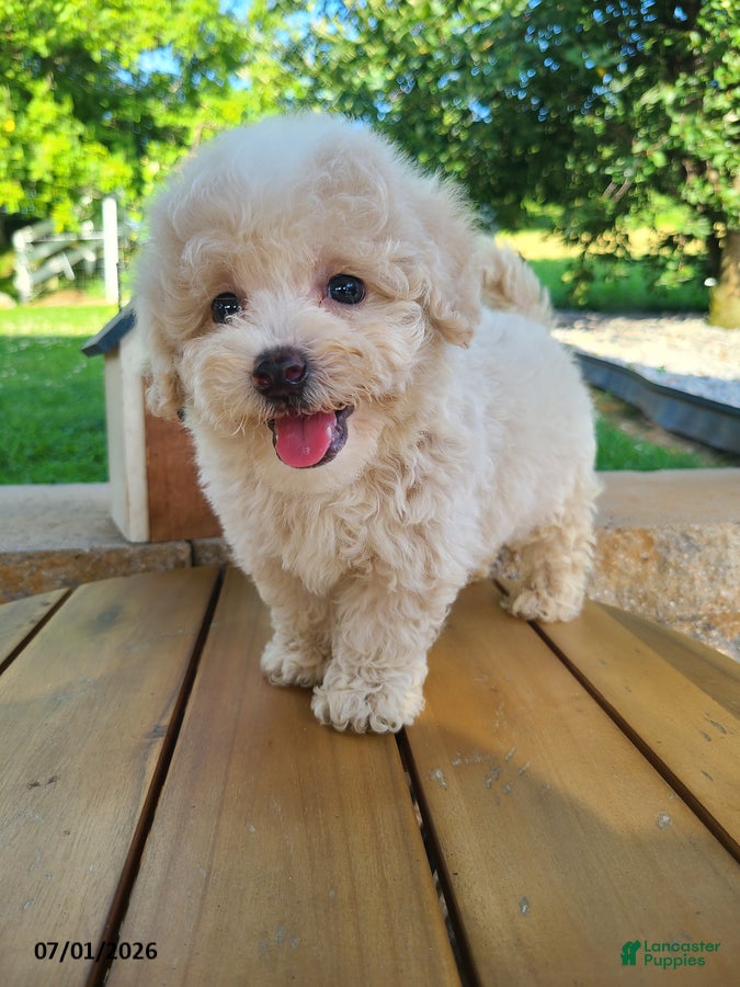 Bichpoo dogs Lonnie - Ad 2