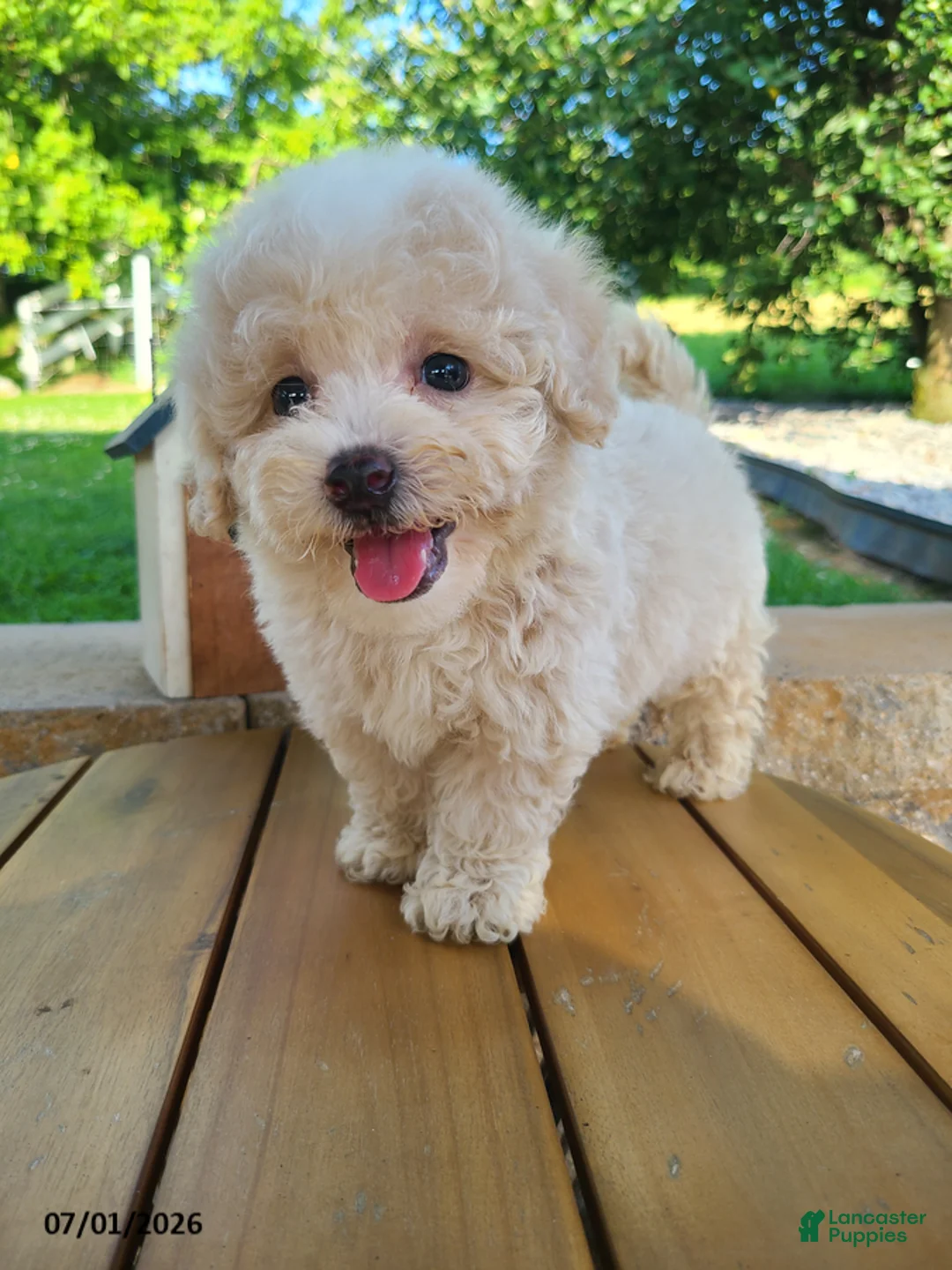 Bichpoo dogs for sale: Lonnie - Ad 2