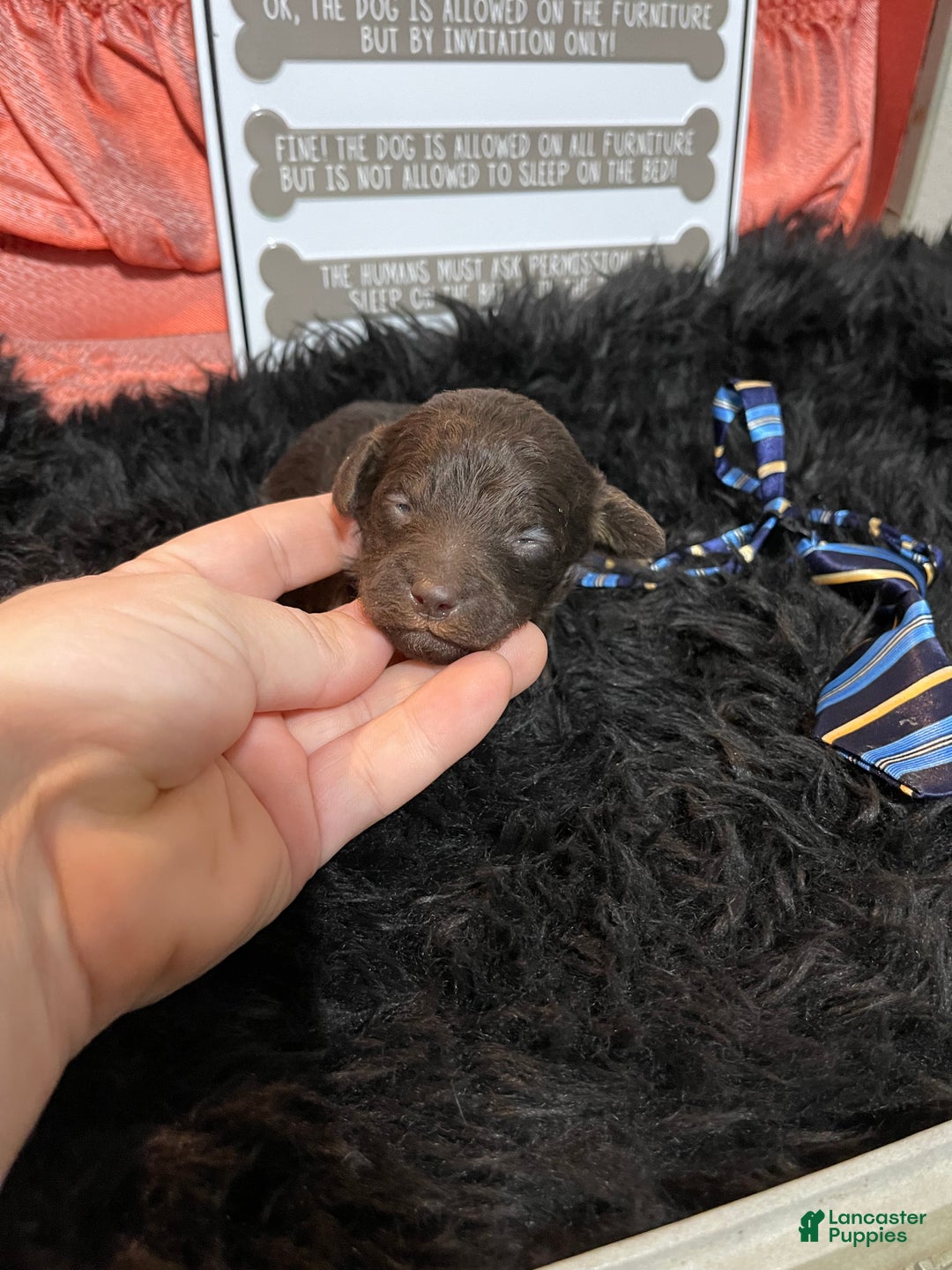 Miniature Poodle dogs for sale: Akc Clear Chocolate Phantom Boy 2 - Ad 26