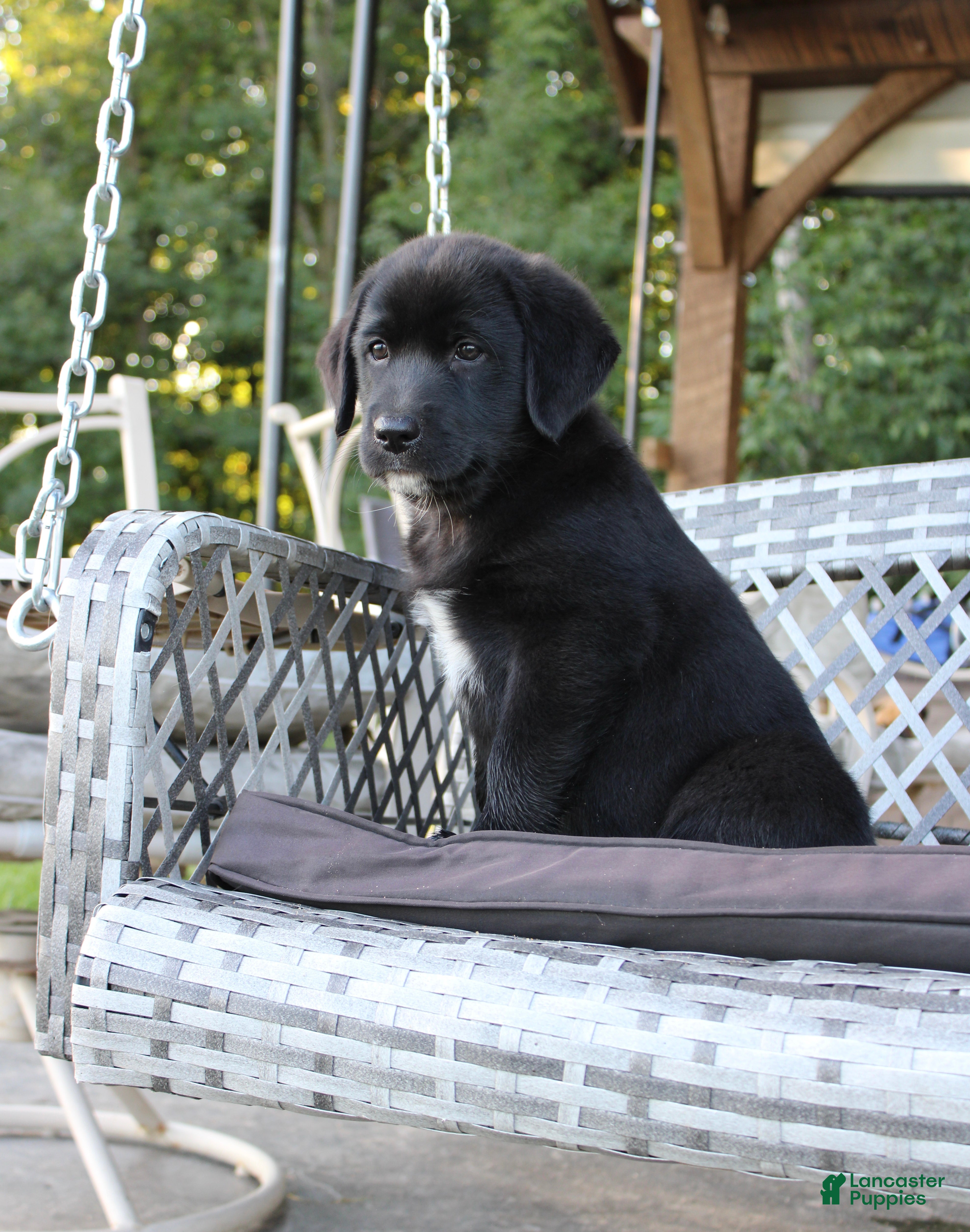 Labrador Retriever dogs Violet - Ad 1