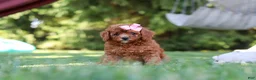 Cavapoo dogs for sale: Blaire - Ad 2