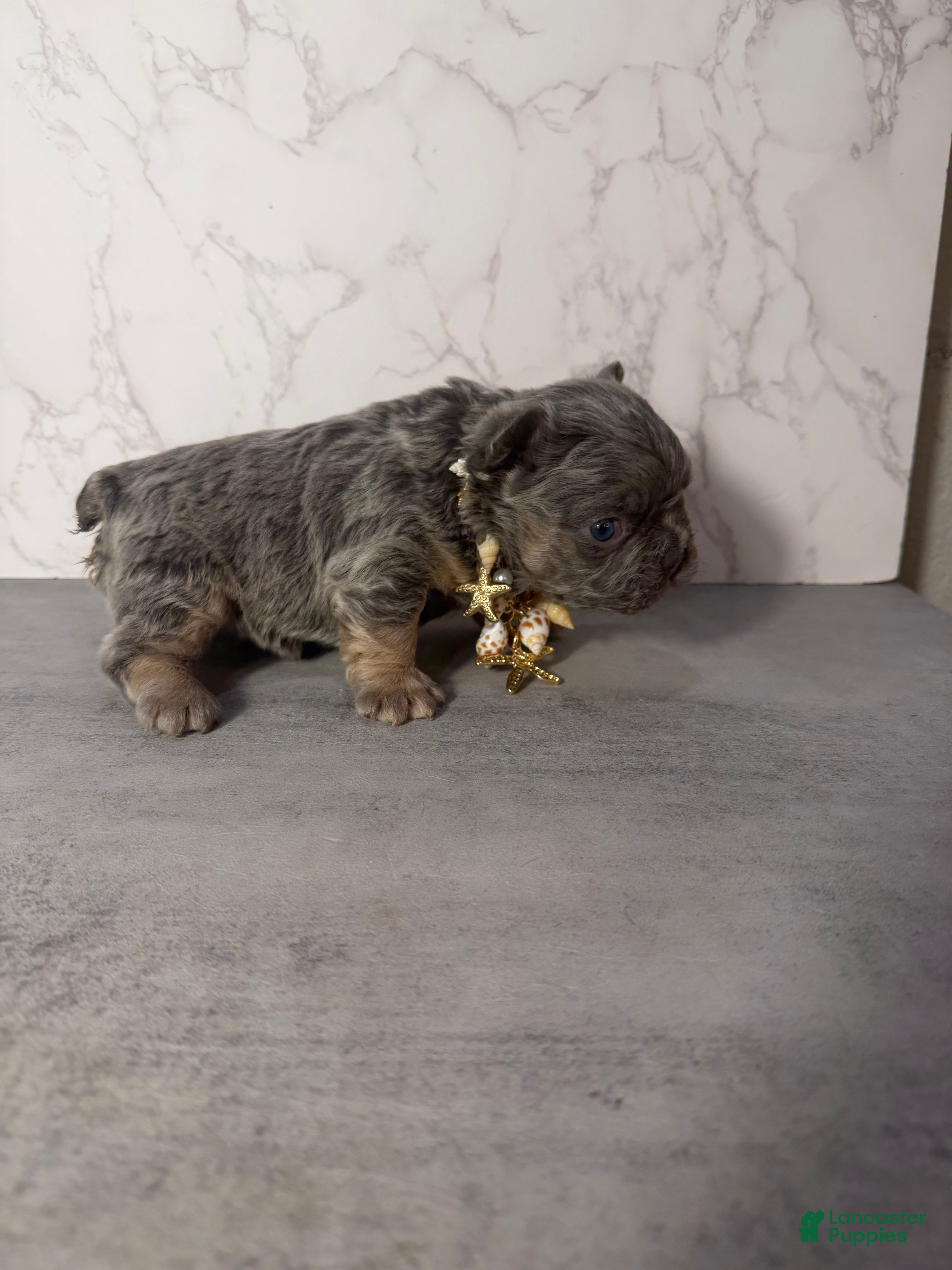 French Bulldog dogs French Bulldog Puppy 4 - Ad 2