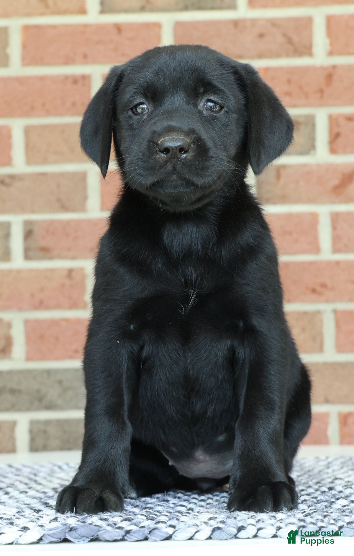 Labrador Retriever dogs Bonnie - Ad 2