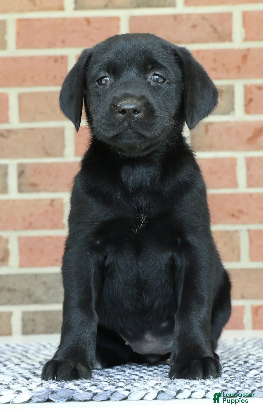Labrador Retriever dogs for sale: Bonnie - Ad 2
