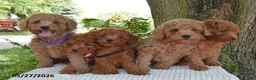 Cockapoo dogs for sale: King - Ad 3
