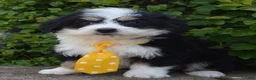 Mini Bernedoodle dogs for sale: Mini Bruno - Ad 5