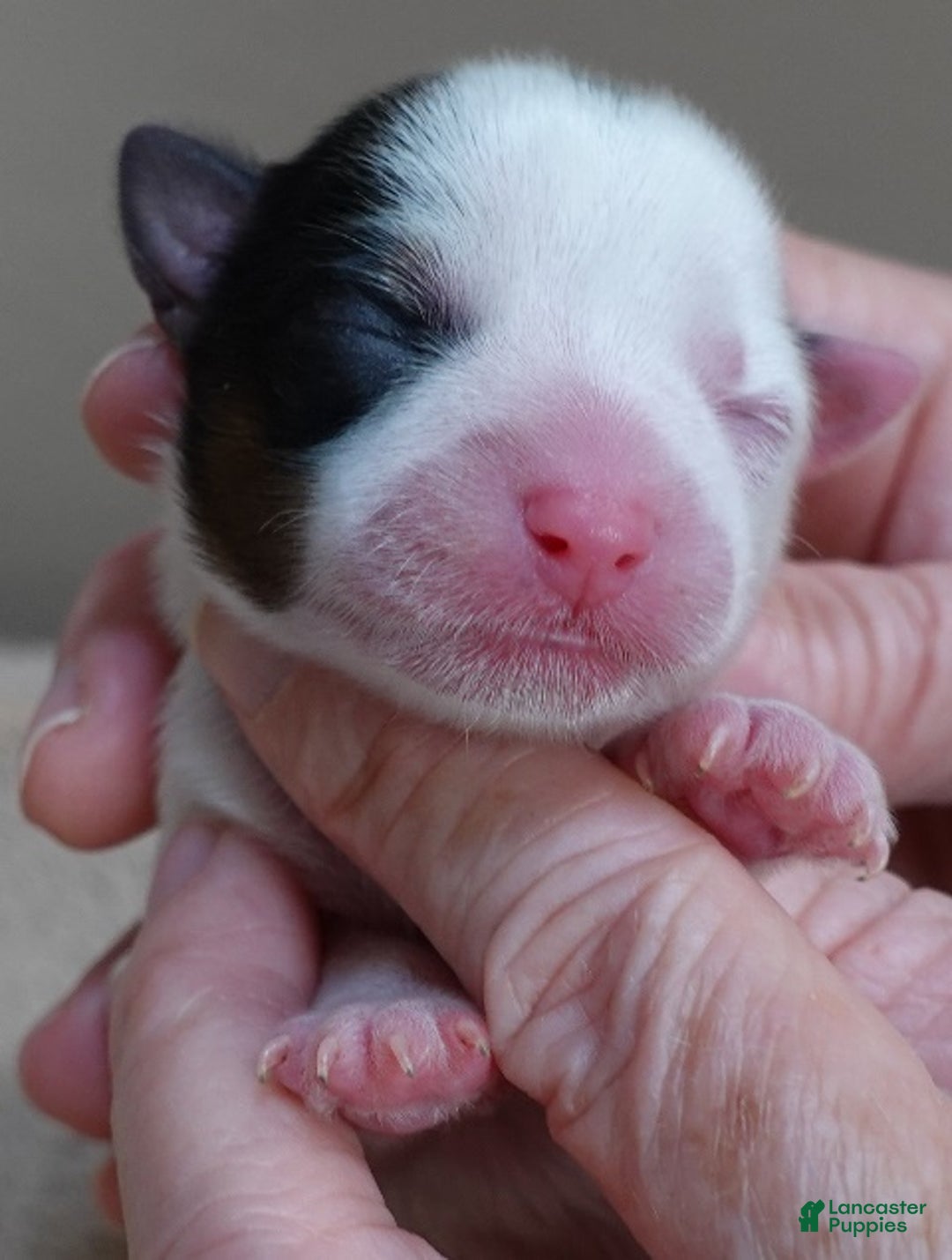 Yorkshire Terrier dogs for sale: Kiko girl - Ad 6