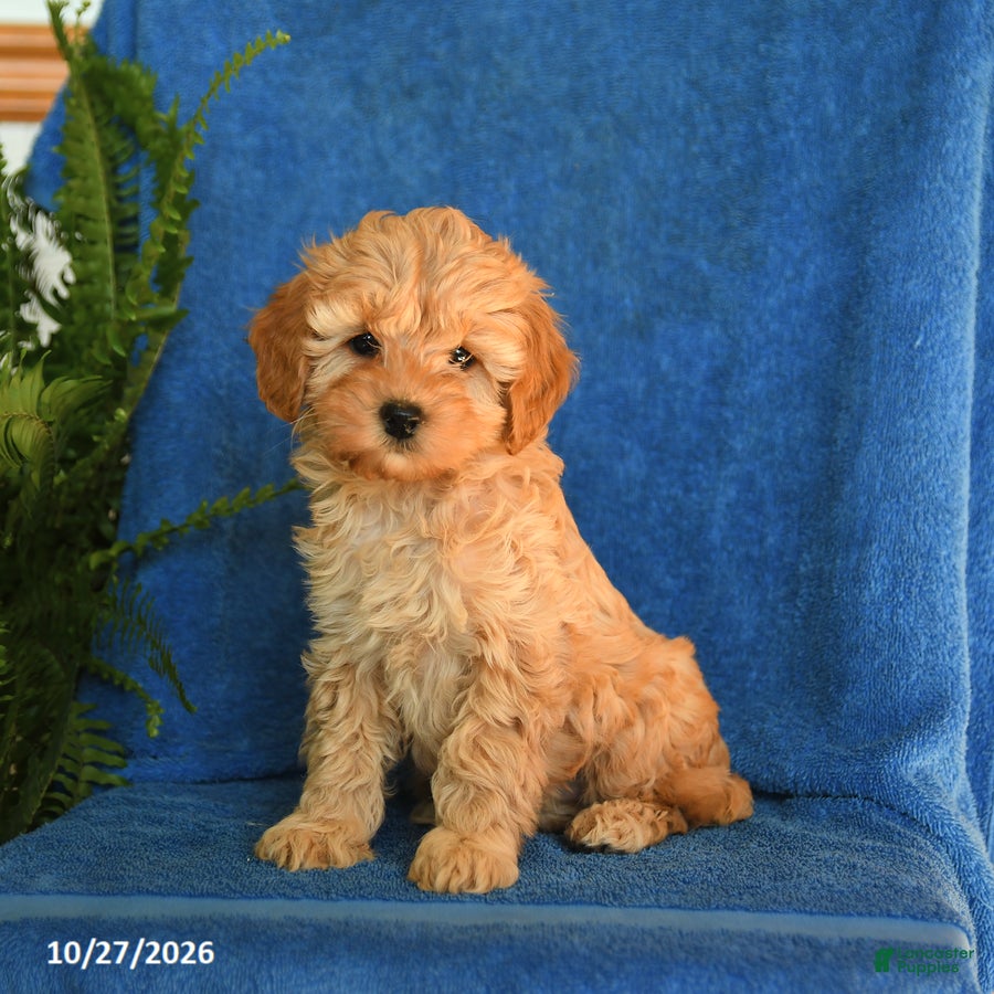 Cockapoo dogs for sale: Tansy - Ad 2