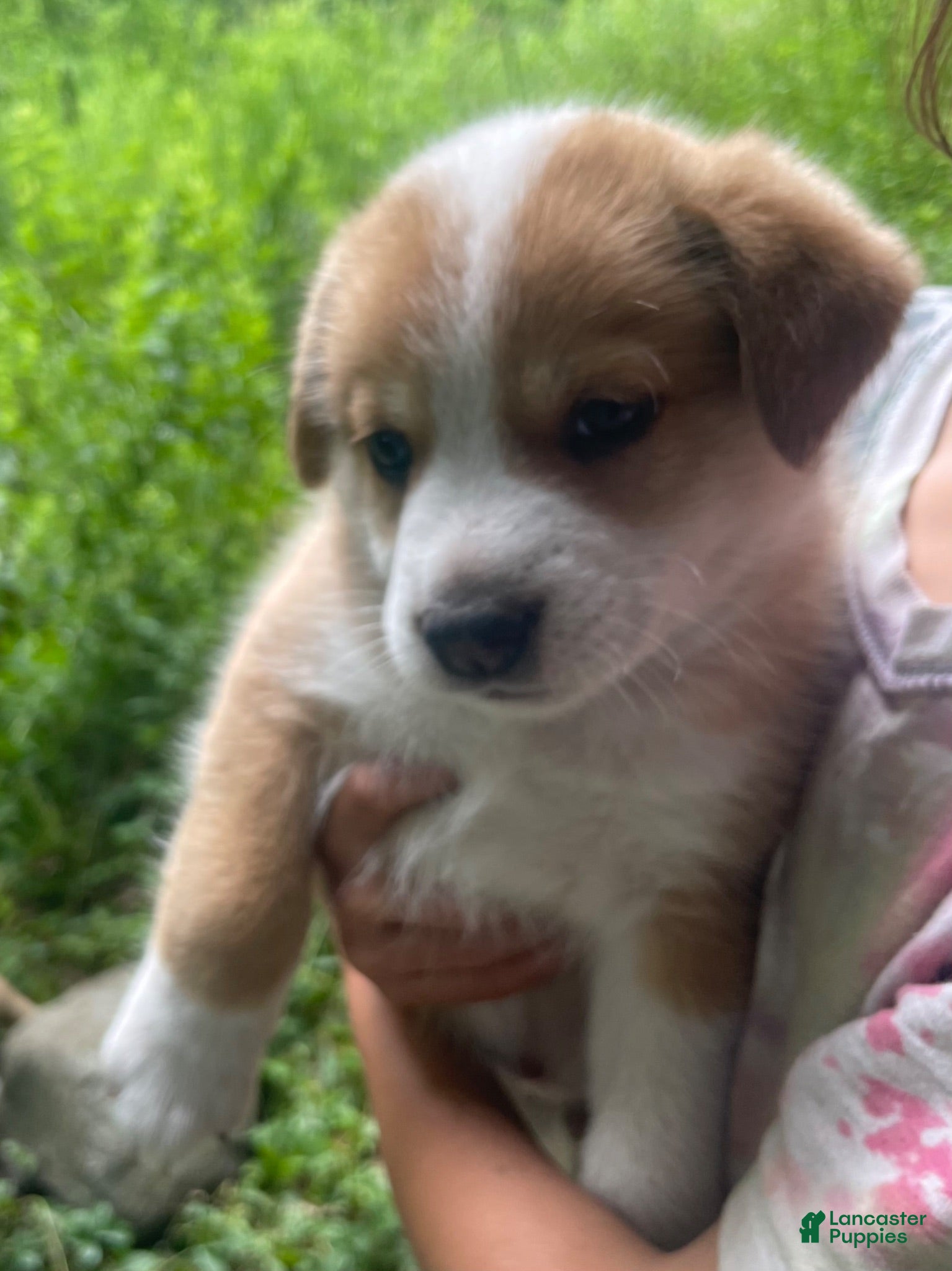 Mixed Breed dogs Rooster - Ad 24