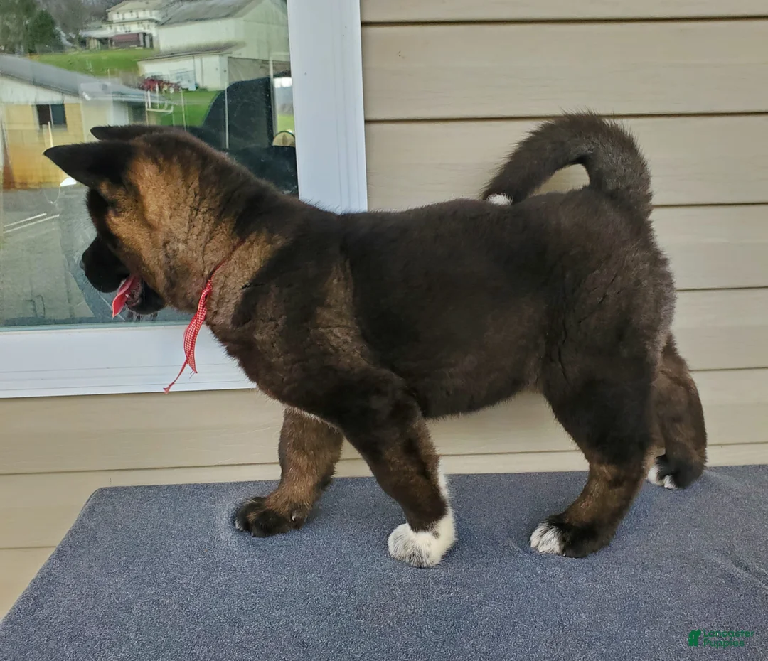 Akita dogs for sale: Nola - Ad 4