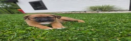 Mixed Breed dogs for sale: Mia - Ad 4