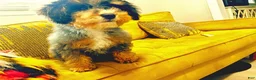 Mini Bernedoodle dogs for sale: Crunch - Ad 1