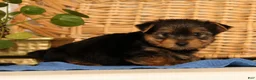 Yorkshire Terrier dogs for sale: Vinnie - Ad 5
