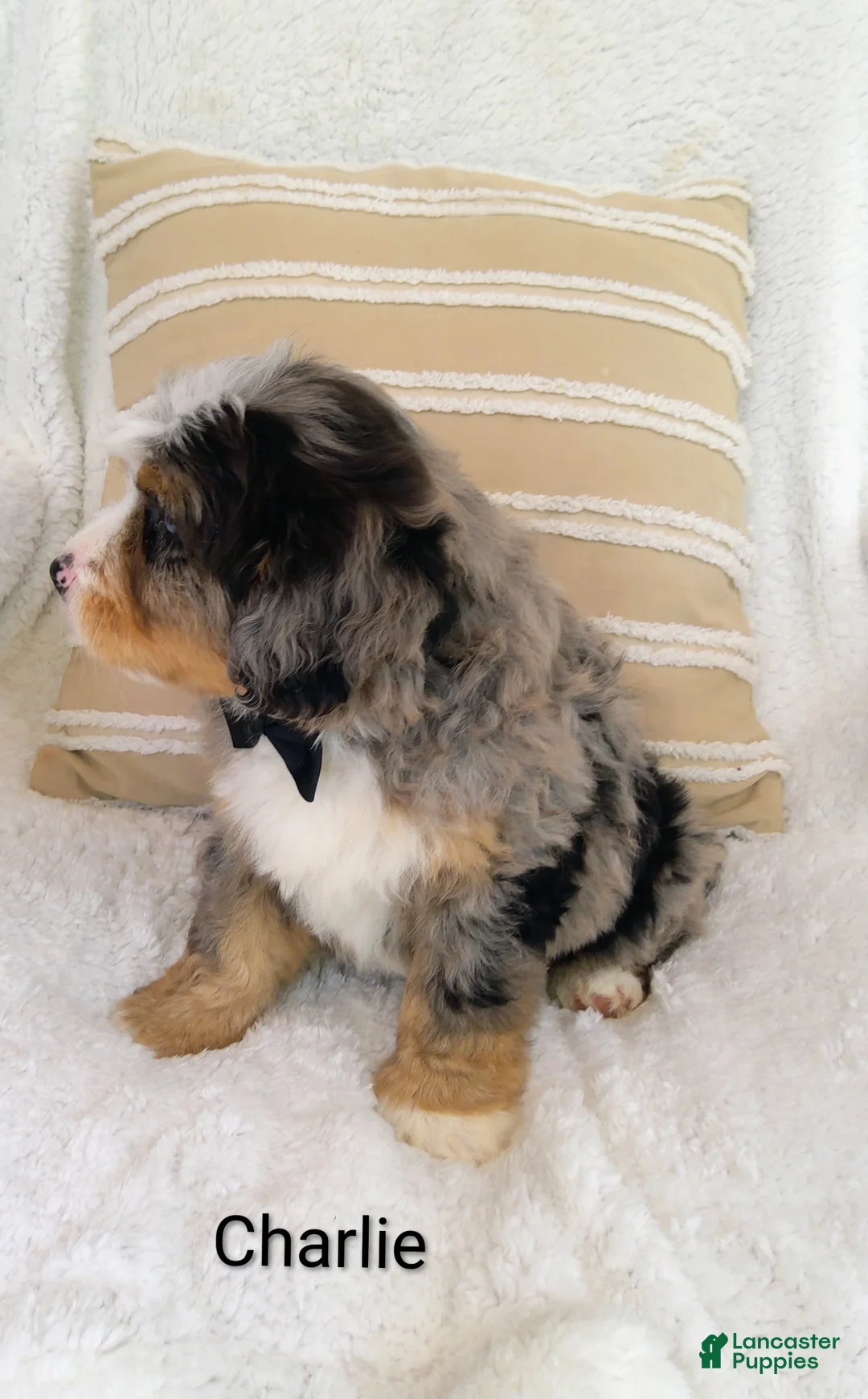 Bernedoodle dogs for sale: Bernedoodle Puppy - Ad 2