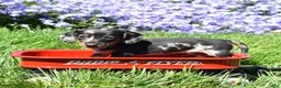 Miniature Dachshund dogs for sale: Marbles - Ad 5