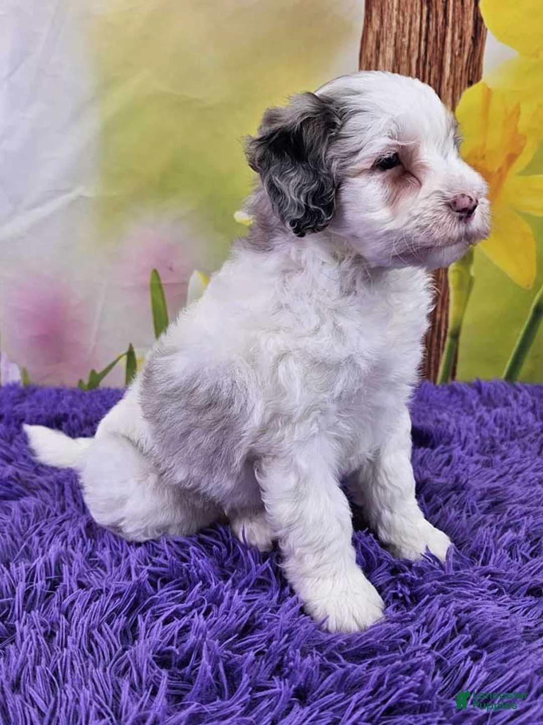 Mini Sheepadoodle dogs for sale: Tulip - Ad 2