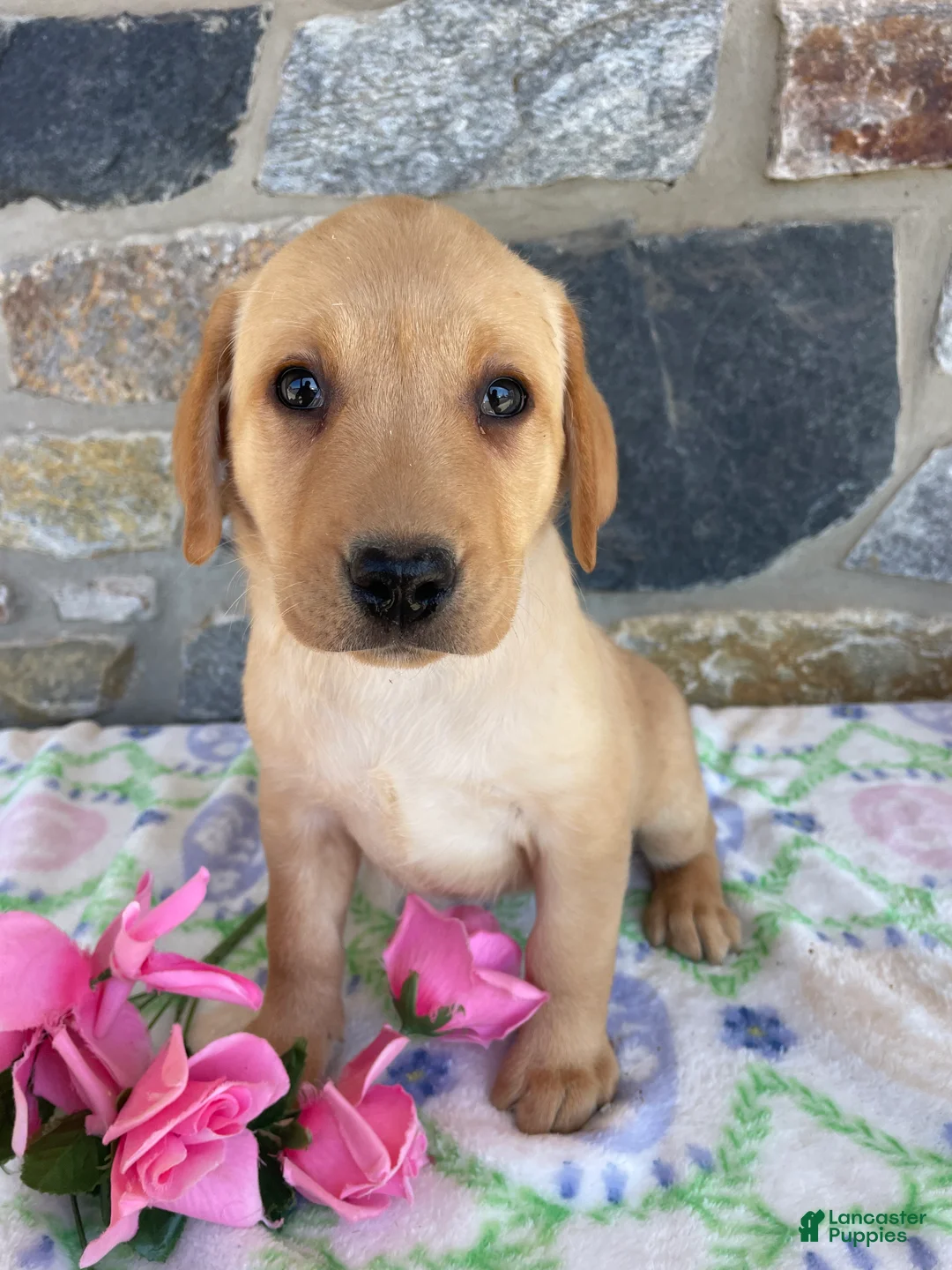 Labrador Retriever dogs for sale: Thelma - Ad 2