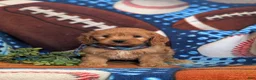 Cavapoo dogs for sale: Dillin - Ad 2