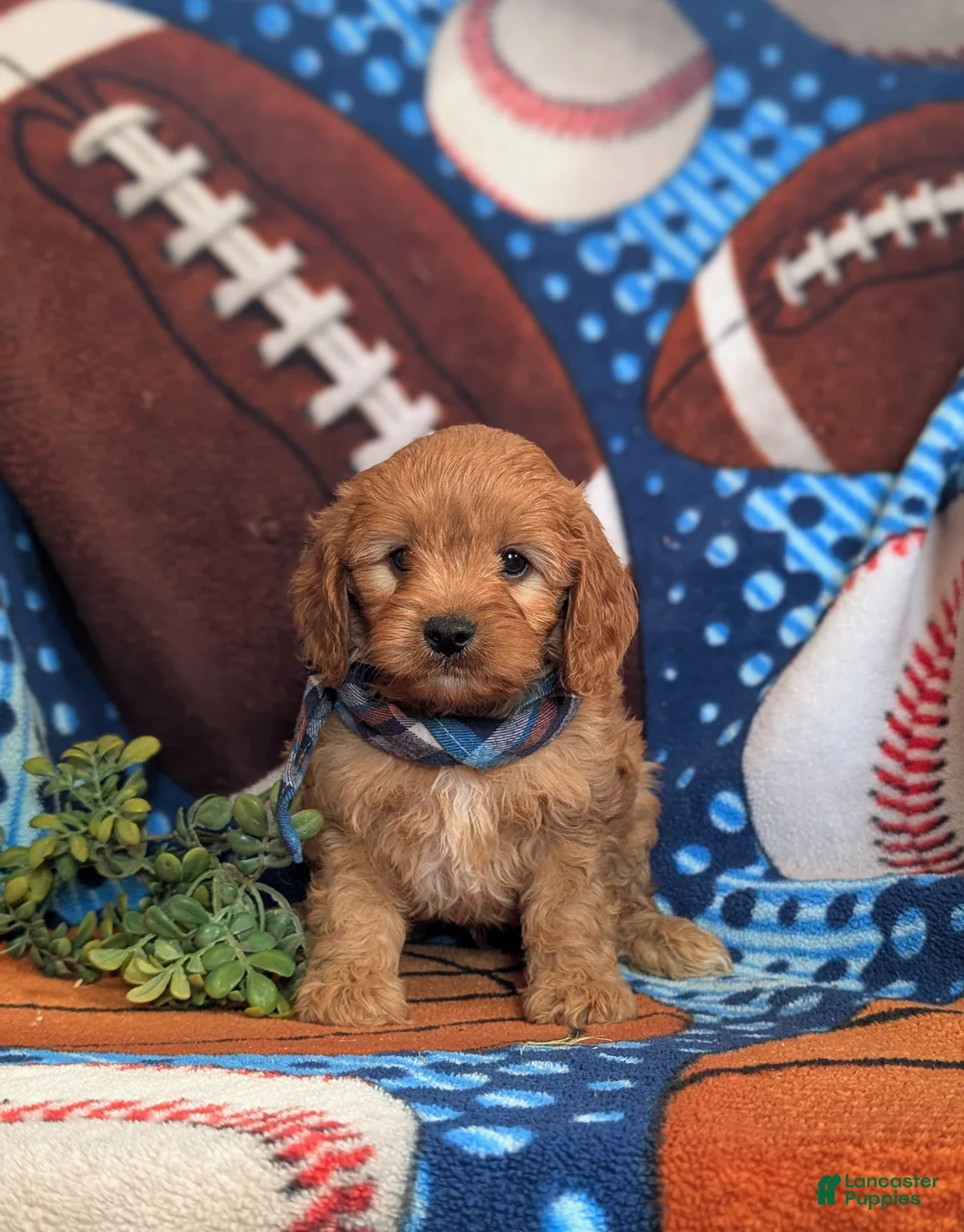 Cavapoo dogs for sale: Dillin - Ad 2