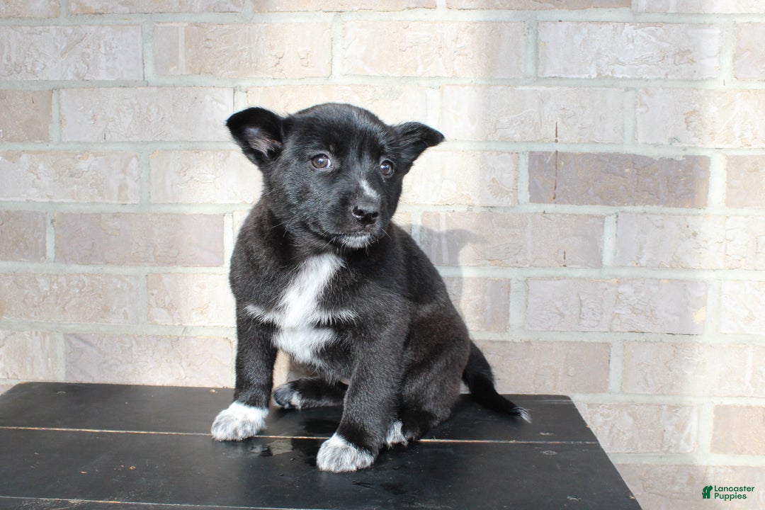 Mixed Breed dogs for sale: Skyla - Ad 3