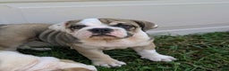 Olde English Bulldogge dogs for sale: Ginger - Ad 9