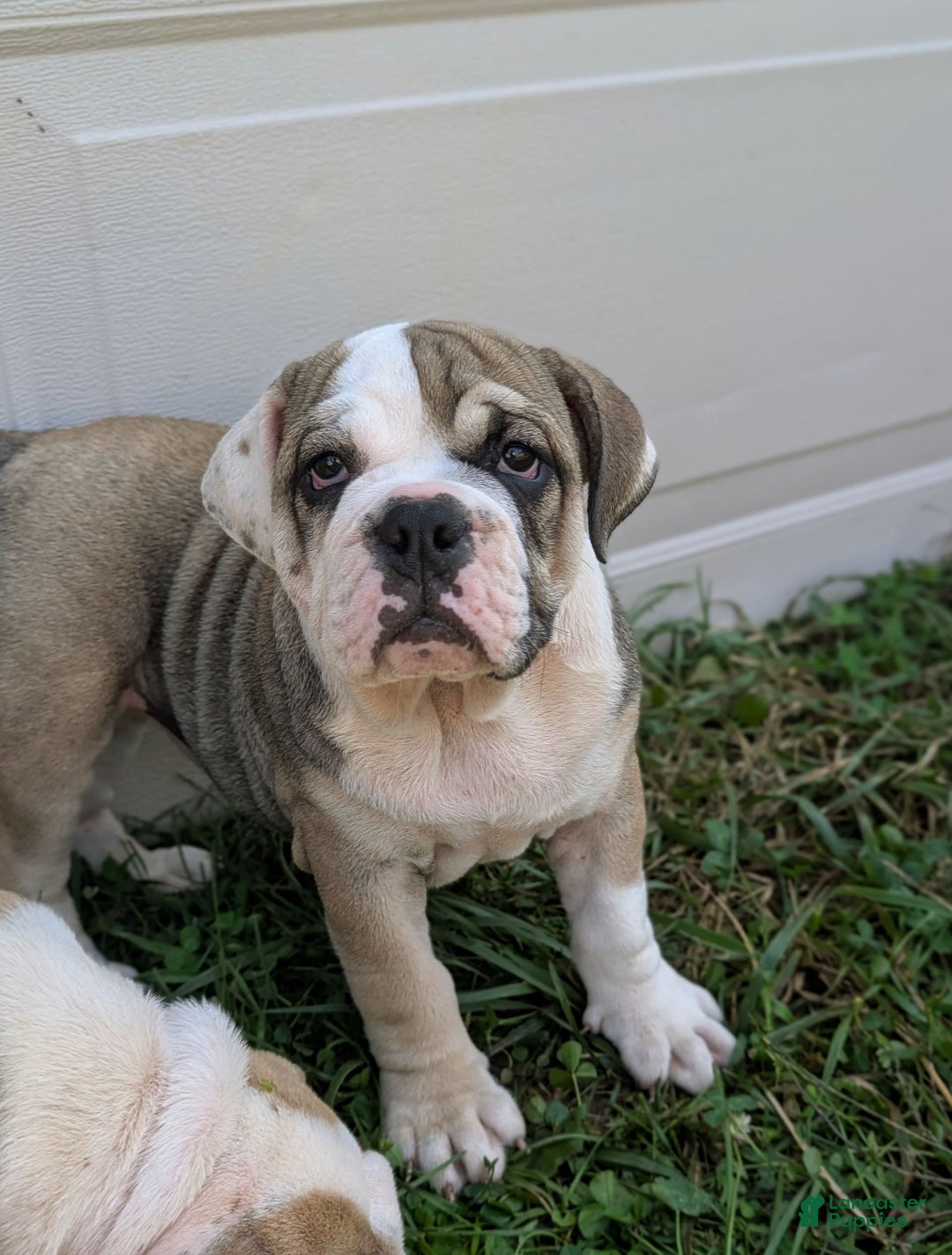 Olde English Bulldogge dogs for sale: Ginger - Ad 9