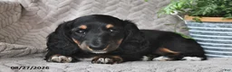 Miniature Dachshund dogs for sale: Ebony  - Ad 4