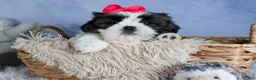 Shih Tzu dogs for sale: HONEY - Ad 5