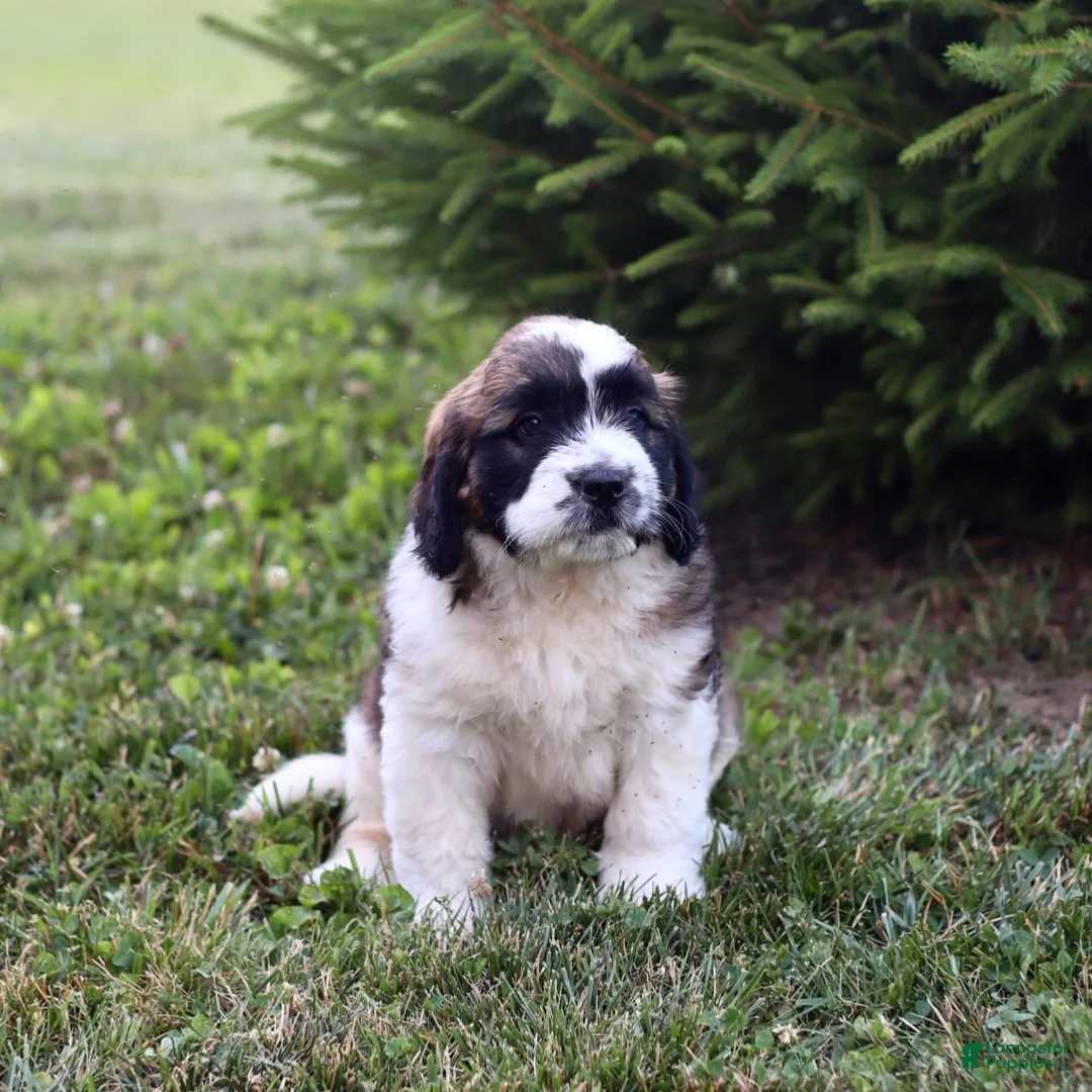 Saint Berdoodles dogs for sale: Belle - Ad 2