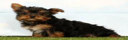 Yorkshire Terrier dogs for sale: Jenna - Ad 3