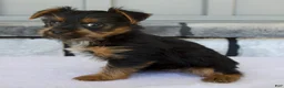 Yorkshire Terrier dogs for sale: Lily - Ad 3