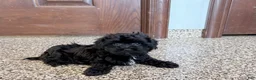 Havapoo dogs for sale: Havapoo Puppy 1 - Ad 4