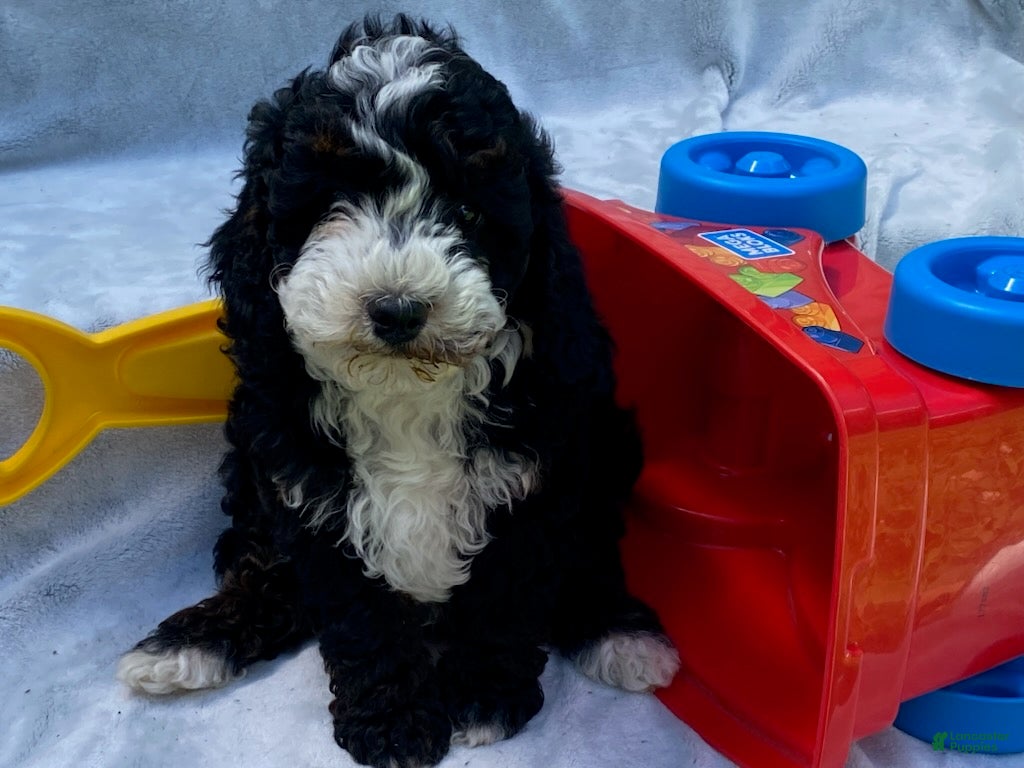 Cavapoo dogs Howard - Ad 1