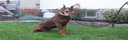 Doberman Pinscher dogs for sale: Tina - Ad 4