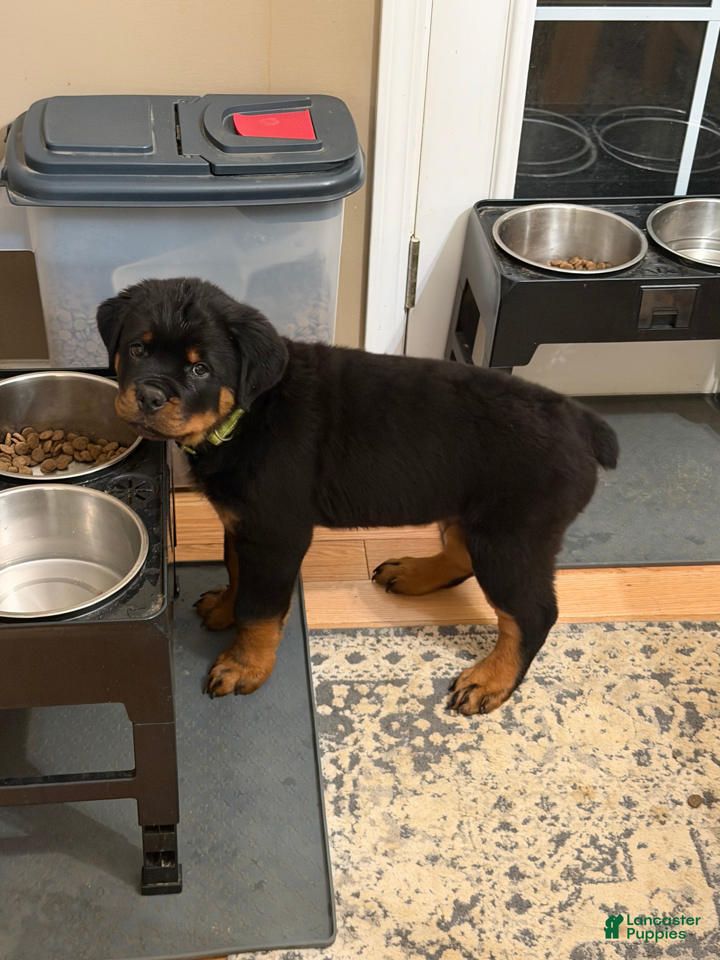 Rottweiler dogs Atticus - Ad 1
