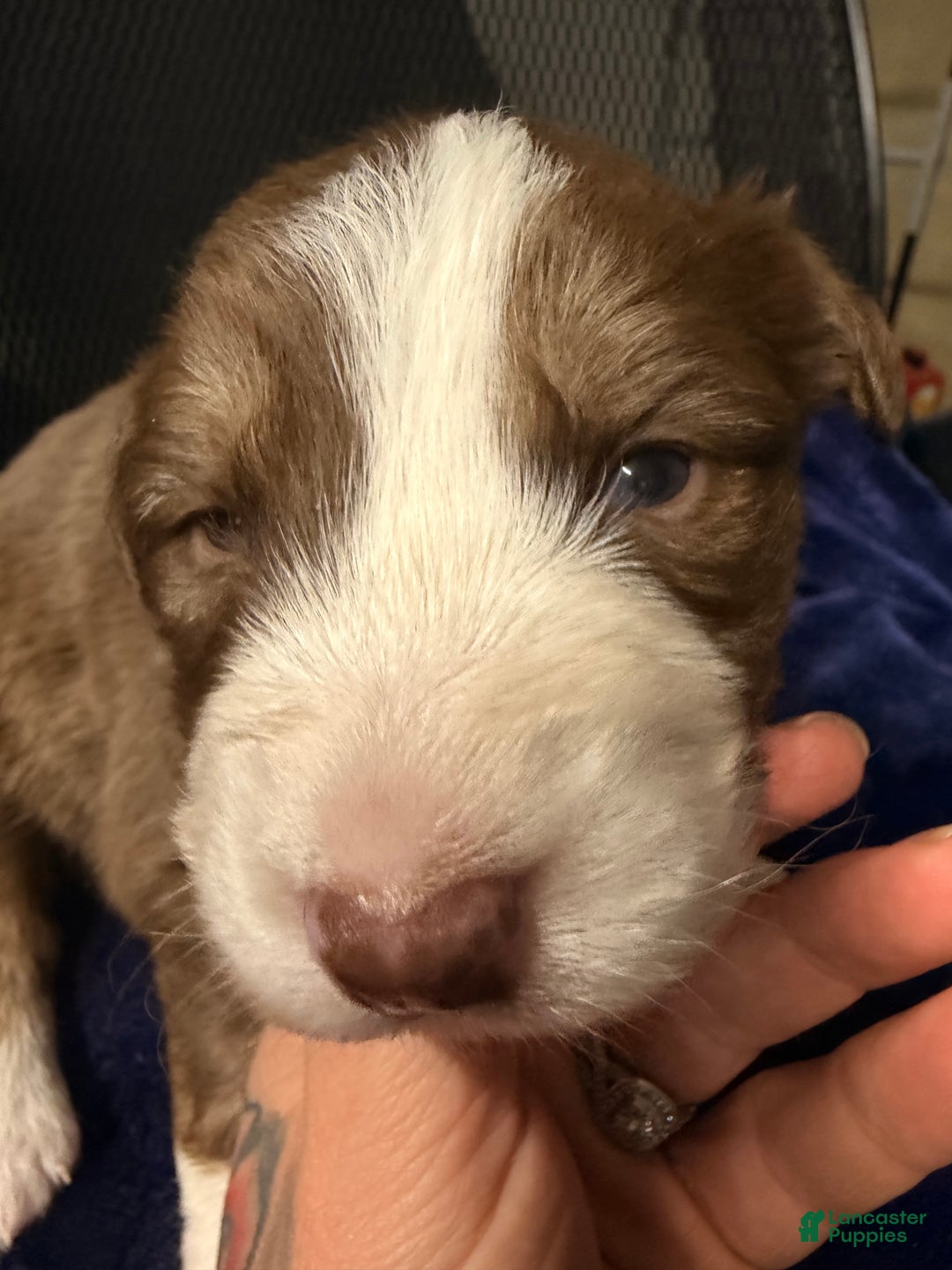 Australian Shepherd dogs for sale: Australian Shepherd Puppy - Oscar  - Ad 5
