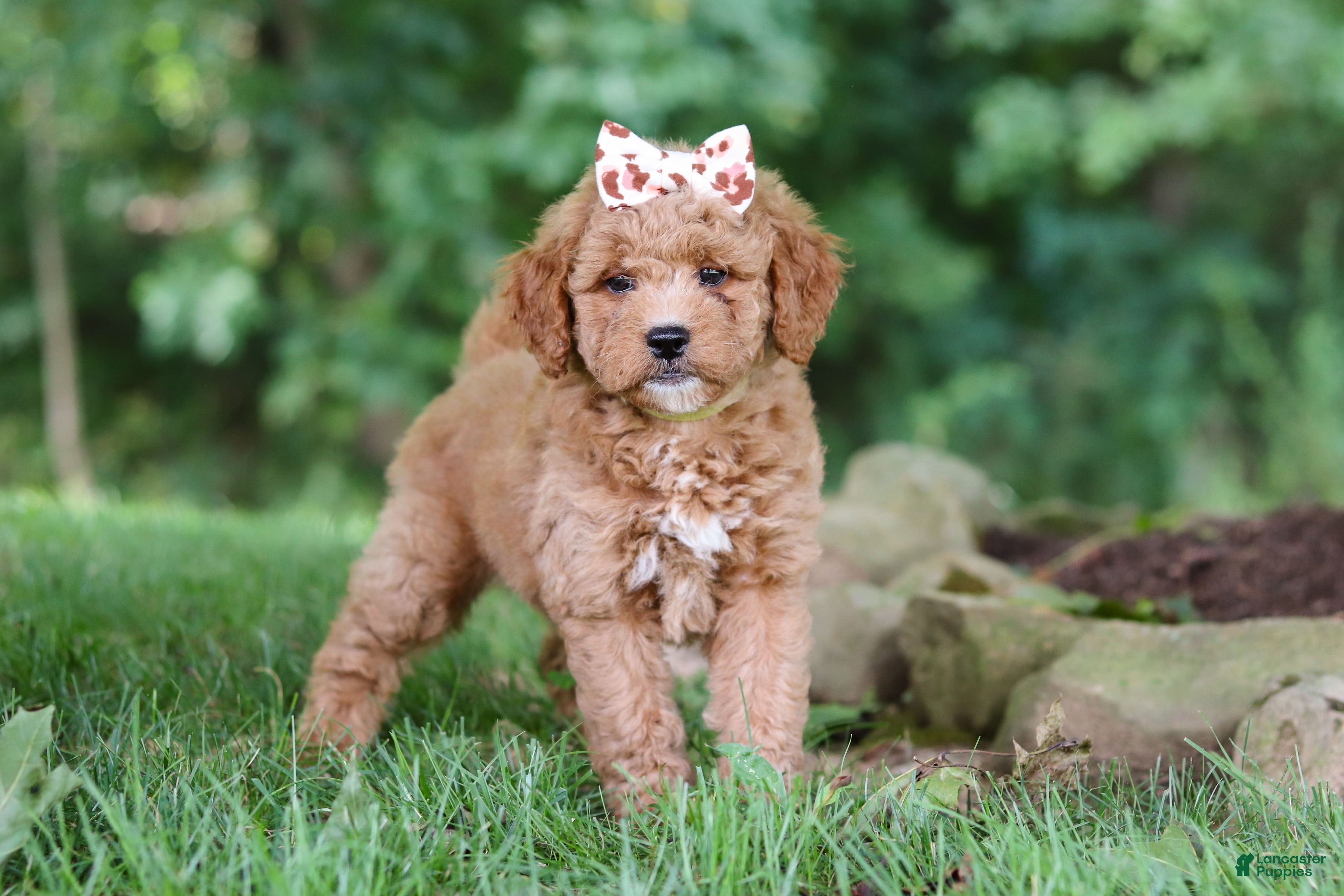 Mini Goldendoodle dogs Acadia - Ad 1