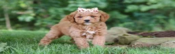 Mini Goldendoodle dogs for sale: Acadia - Ad 3
