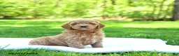 Mini Goldendoodle dogs for sale: Paddington - Ad 2