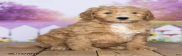Mini Goldendoodle dogs for sale: Baxter - Ad 2