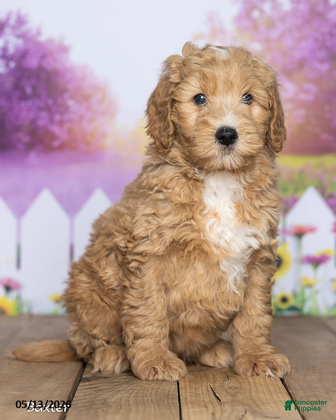 Mini Goldendoodle dogs for sale: Baxter - Ad 2