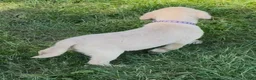 Labrador Retriever dogs for sale: Labrador Retriever 1 - Ad 13