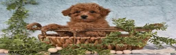 Bichpoo dogs for sale: Franci - Ad 5