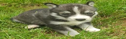 Siberian Husky dogs for sale: Sonya's female 3 - Ad 11