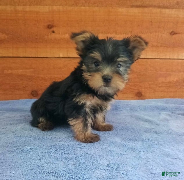 Yorkshire Terrier dogs River - Ad 1